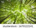 Natural Beech Tree Forest Of...