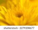Macro yellow flower background...