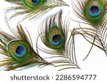 Small photo of Macro peacock feathers on white background,Peacock feathers on a white background,Macro colorful peacock feathers on white background,Set of dividual bright peacock feathers on the white background