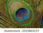 Small photo of macro peacock feathers,Background with peacock feather macro texture, multicolored