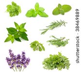 herb collection | Shutterstock . vector #38469889