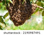 Small photo of Swarm of bees after leaving the hive on an apple tree branch in the garden. Process of swarming honey bees in hot summer day.