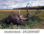Small photo of Trophies of red deer and European elk in the traditional layout in oak leaves after hunting for roar. View of the hunting trophies of moose and deer after the autumn hunt.
