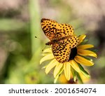 Meadow Fritillary Butterfly On...