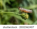 Grasshopper Perched On The Bud...