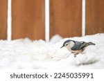 White Breasted Nuthatch In The...