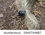 One Dor Beetle A Species Of...