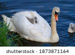 Mute Swan  Cygnus Olor. The...