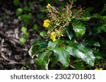 Small photo of Close up of dense clusters of yellow flowers of Holly-leaved Berberry or Hollyleaved Barberry or Oregon grape Berberis aquifolium