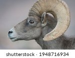 Profile picture of the desert bighorn sheep, Lake Mead, NV