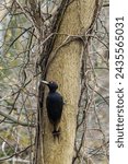 Small photo of The black woodpecker is easily the largest woodpecker species in Europe as well as in the portion of Asia where it lives and is one of the largest species worldwide.