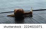 A Big Snail Is Crawling On The...