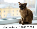 Burmese Cat With Yellow Eyes Is ...
