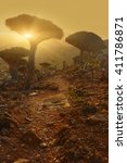 Small photo of unusual and rare endemic draconian bottle trees growing in the valley. The path leads through the trees, rocky terrain. Silhouettes of trees in the rays of the setting, the rising sun. Yemen Socotra