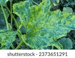 Small photo of A problematic leaf on a zucchini plant. Powdery mildew and chlorosis on the leaves.