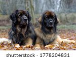 Small photo of Leonberger. Adult dog and bitch laid down on fallen leaves close up head portrait.