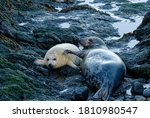 Grey Seal  Halichoerus Grypus ...