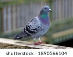 Racing Pigeon (Columba livia domestica) Adult,stray ,perched on fence.