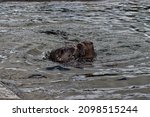 Eurasian Otter  Lutra Lutra ...