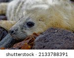 Atlantic Grey Seal  Halichoerus ...