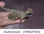 Small photo of Cekibar is a well-known species in the western archipelago. Although called the "flying lizard", this lizard belongs to the Gekkonidae family, but is from the Agamidae family.