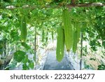 Sponge gourd or luffa hanging from a tree growing ready to be harvested in the vegetable garden.sponge gourd, smooth loofah, vegetable sponge, gourd towel(luffacylindrica),agriculture selective focus