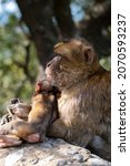 A Baby Barbary Macaque Held By...