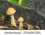 Small photo of The Amanita Fulva also grow in the polybag of other plants. Amanita fulva, commonly called the tawny grisette or the orange-brown ringless amanita, is a basidiomycete mushroom of the genus Amanita.