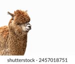 Brown young alpaca isolated on...