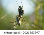 Large Wasp Spider Sits On A Web ...