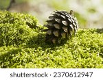 Small photo of pine cone with christmas tree on green moss. Autumn cones from a Christmas tree on forest moss. Background with autumn cones. close-up. natural background. autumn or spring forest