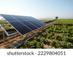 Small photo of A lettuce field irrigated with solar energy in Turkey. A large area where lettuce is grown. Growing crops with rows of lettuce and renewable energy in a field on a sunny day.