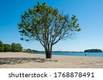 A Tree On The Beach On A...