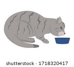 gray tabby cat eating from a...