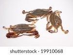 Small photo of Closeup tree variform crabs in white background