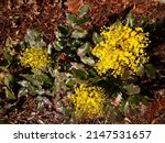 Small photo of Flowering plant of Oregon grape (Berberis aquifolium, Mountain grape, Blue barberry, Holly barberry or mahonia, Oregon Holly-Grape, Holly-leaved barberry) with yellow flowers and sharp green leaves