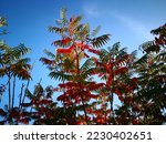 Small photo of Virginia sumac (Rhus typhina, staghorn, vinegar tree) or smooth sumac (Rhus glabra, red sumach) bushes (shrub) with green leaves beginning to red in background of blue sky in autumn. Autumnal foliage