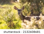 Small photo of California Mule Deer (Odocoileus hemionus californicus) chewing grass. Beautiful deer in its natural habitat.