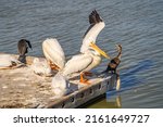 Pelicans And Cormorants Sit On...