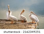 Group Of Pelicans Stand On The...