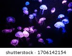 Beautiful light reflection on jellyfish in the aquarium