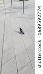 Small photo of the semblance of a city pigeon