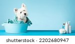 Small photo of Cute West Highland White Terrier dog after bath. Dog wrapped in towel. Pet grooming concept. Copy Space. Place for text. High quality photo