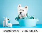 Small photo of Cute West Highland White Terrier dog after bath. Dog wrapped in towel. Pet grooming concept. Copy Space. Place for text. High quality photo
