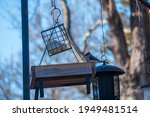 A Tufted Titmouse Stands On A...