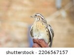 Man holds common quail in hand. ...