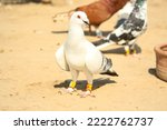 Small photo of Close Up of beautiful homing pigeons. View of pigeons in the front of pigeon cages. Pigeons in urban environment. Homing or carrier pigeon. Racer pigeons. Message Bird. Rural environment.