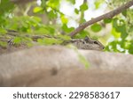 Small photo of A tired squirrel lies on a branch. squirrel is resting. A small gray squirrel on a branch of tree.eautiful wild gray squirrels eating. Young squirrel sitting on the tree. Eurasian gray squirrels.