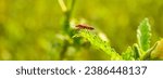 Western conifer seed bug ...