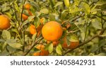 Small photo of Ripe and juicy oranges on the tree at farmer's garden. orange trees plantations. Oranges hanging on tree. Vibrant orange citrus fruits on tree. Orange tree in orange farm. Citrus fruit.